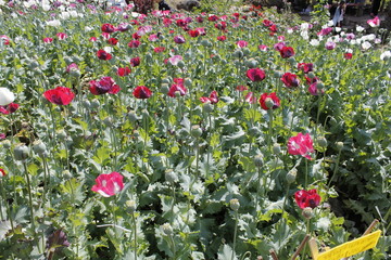 Doi Pui Opium Flower Park, Chiang Mai Province