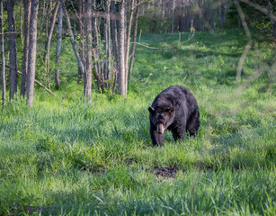 Fresh green meadow with black bear walking.jpg