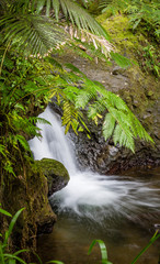 Fototapeta premium Gental tropical waterfall in botanical garden in Hawaii