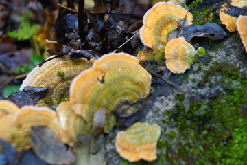 Polyporaceae Fomes fomentarius