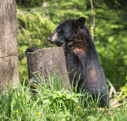 Large male black bear climbs tree