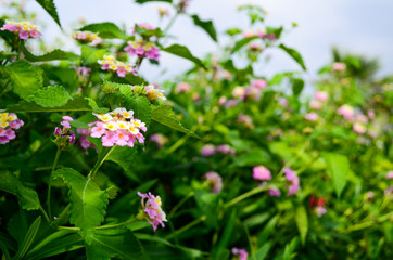 flowers in garden