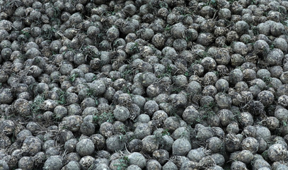 Zuckerrüben auf einem Acker