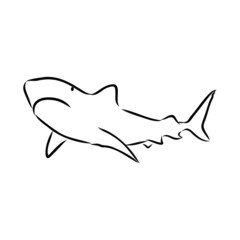 shark sketch 