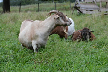 Pregnant goat in the pasture