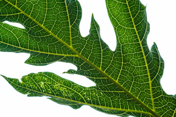 Creative layout made of green leaves, Nature background,papaya tree leaf.