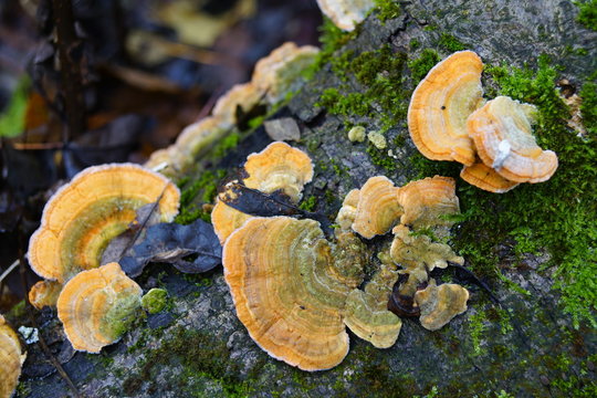 Polyporaceae Fomes fomentarius