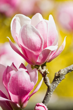Vertical image with pink magnolia flowers closeup on a yellow background