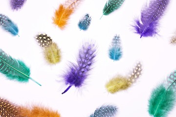 Colorful feathers on white background