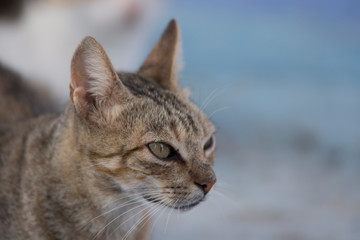 Cat in the streets of Chefchaouen, Morocco