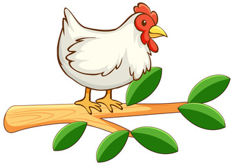 Chicken on white background
