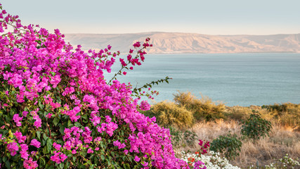 floral background of bougainvillea on the shore of a mountain lake