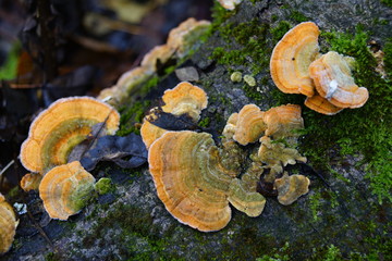 Baum Pilz © darknightsky