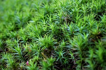 background of green grass