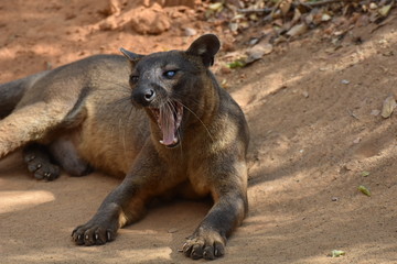 Fototapeta premium Fossa in Kirindy Reserve, Madagascar