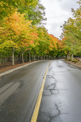 Roadside Autumn Trees 4