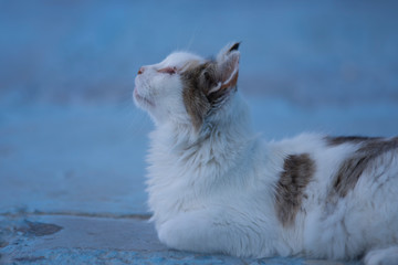 Fototapeta premium Cat in the streets of Chefchaouen, Morocco
