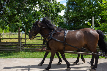 harnessed horse cart in a countryside farm village