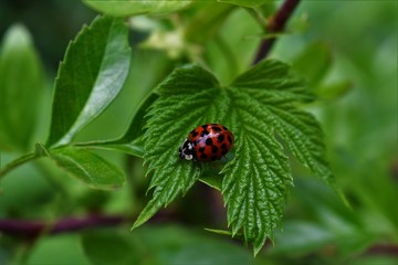 ladybug on leaf