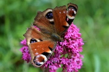 butterfly on flower