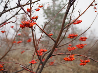 branch of red Rowan berries covered with frost close-up on a frosty day, bird food in winter