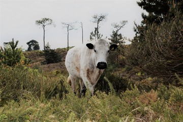 cow in field