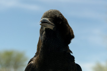 Corneille du Cap,.Corvus capensis, Cape Crow