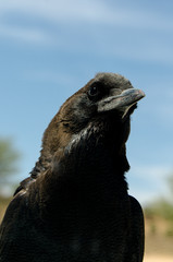 Corneille du Cap,.Corvus capensis, Cape Crow