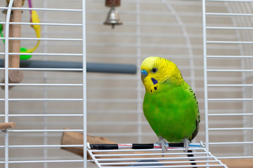 Fototapeta premium A wavy green parrot sits in an open cage. Beautiful talking bird with a yellow head. Cute green budgie.