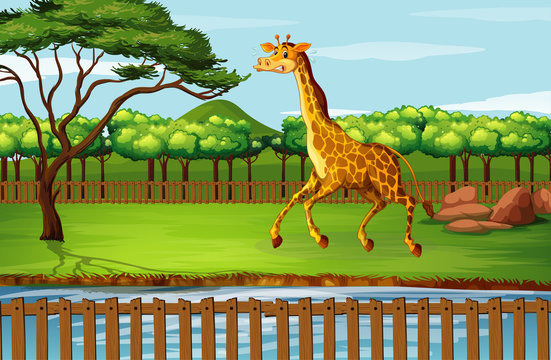 Scene with giraffe at the zoo