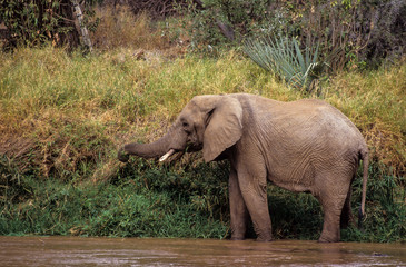 Eléphant d'Afrique , Loxodonta africana,  Parc national de Samburu, Kenya