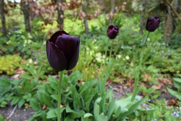 red tulips in the garden