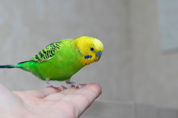 Friendship of bird and man. Handmade homemade parrot sits on a man’s hand and looks. Beautiful budgie.