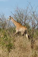 Girafe, jeune, Giraffa Camelopardalis, Parc national Kruger, Afrique du Sud