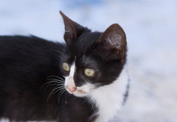 Cat in the streets of Chefchaouen, Morocco