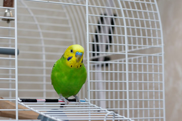 A wavy green parrot sits in an open cage. A beautiful talking bird with a yellow head looks sideways. Beautiful parrot.