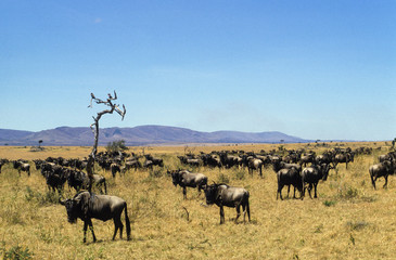Gnou à queue noire, Connochaetes taurinus, migration, Parc national de Masai Mara, Kenya, Afrique de l'Est