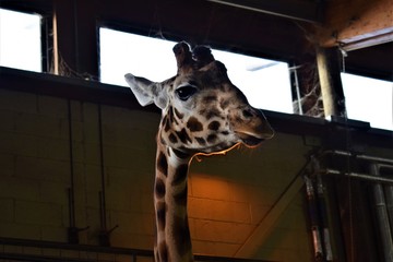 giraffe in the zoo