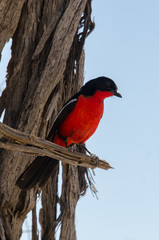 Gonolek rouge et noir,.Laniarius atrococcineus, Crimson breasted Shrike