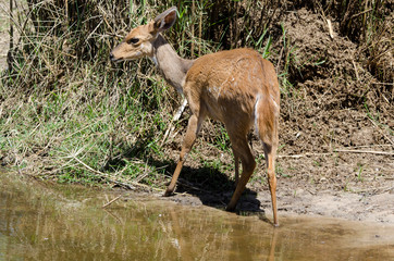 Guib harnaché, Tragelaphus scriptus, femelle, Parc national Kruger, Afrique du Sud