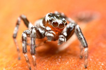 Close up the black jumping spider sticks on the  maple leaf. Jumping spiders have some of the best vision among arthropods and use it in courtship, hunting, and navigation. 