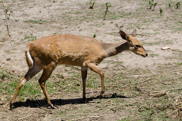 Guib harnaché, Tragelaphus scriptus, femelle, Parc national Kruger, Afrique du Sud