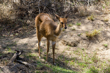 Guib harnaché, Tragelaphus scriptus, femelle, Parc national Kruger, Afrique du Sud