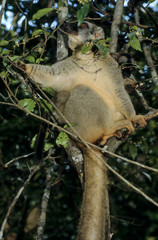 Obraz premium lémur brun à ventre roux, eulemur fulvus rufis, Red lemur, Madagascar