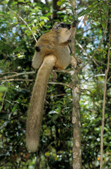 lémur brun à ventre roux, femelle et jeune, eulemur fulvus rufis, Red lemur, Madagascar