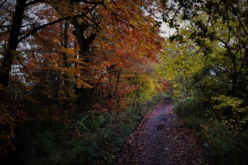 autumn in the forest