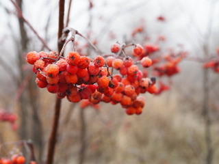 branch of red Rowan berries covered with frost close-up on a frosty day, bird food in winter