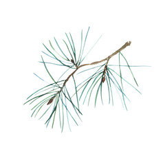 Christmas decoration element, pine branch. Watercolor illustration.