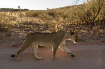 Lion, femelle, Panthera leo, Parc national du Kalahari, Afrique du Sud