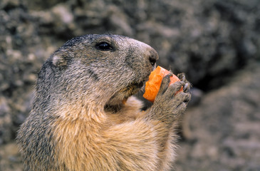 Marmotte des Alpes , Marmota marmota